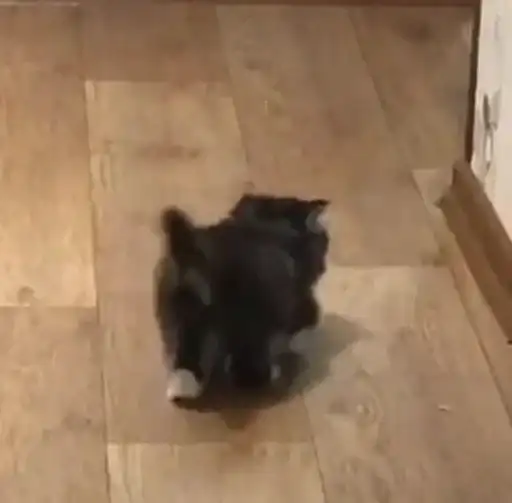 Sticker 🐈‍⬛️