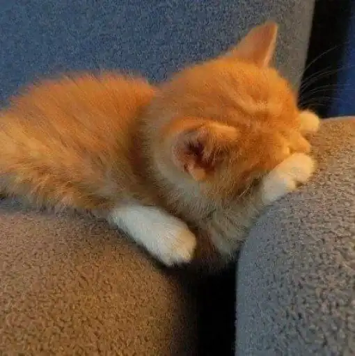 Sticker 🐈‍⬛️