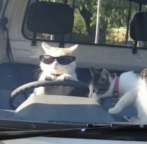 Sticker 🐈‍⬛️