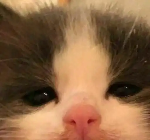 Sticker 🐈‍⬛️