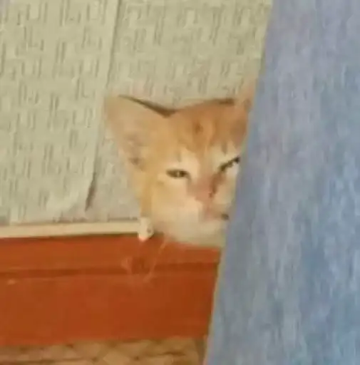 Sticker 🐈‍⬛️