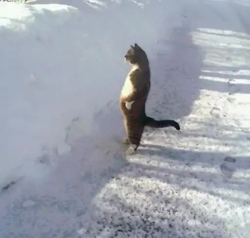 Sticker 🐈‍⬛️