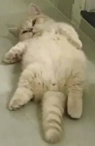 Sticker 🐈‍⬛️