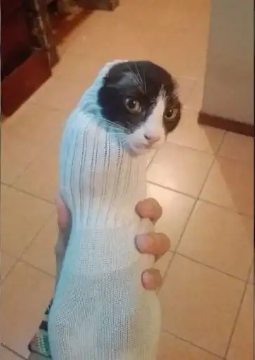 Sticker 🐈‍⬛️