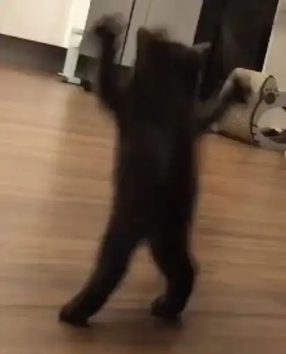 Sticker 🐈‍⬛️