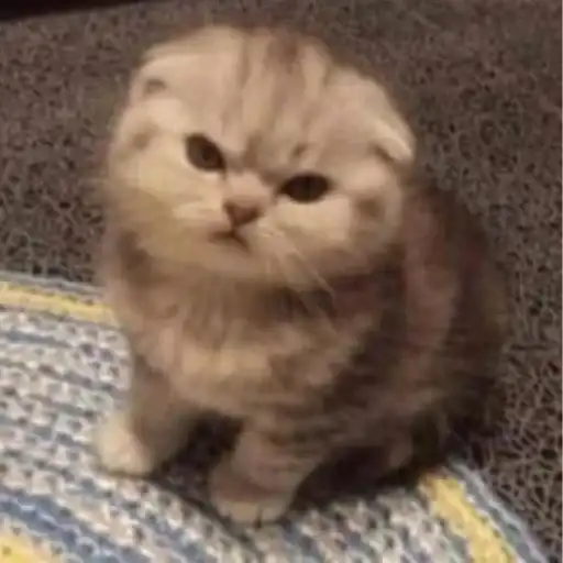 Sticker 🐈‍⬛️