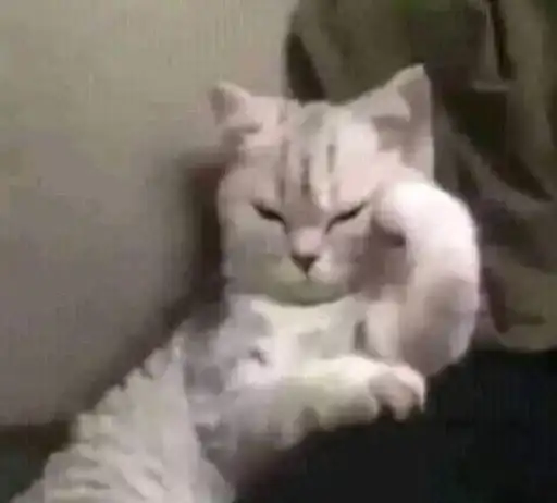 Sticker 🐈‍⬛️