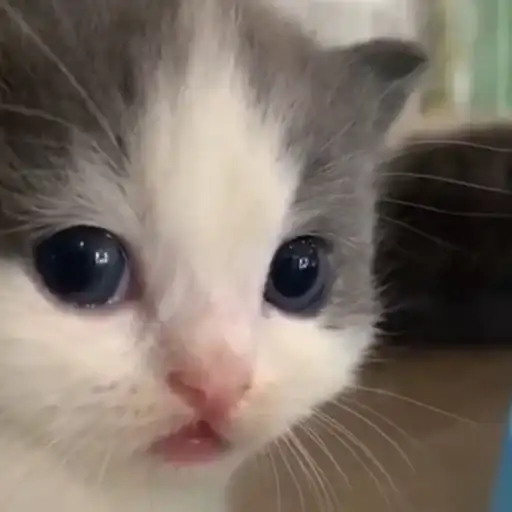 Sticker 🐈‍⬛️