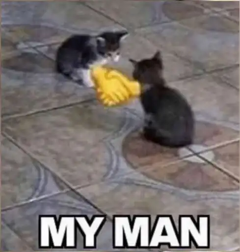 Sticker 🐈‍⬛️