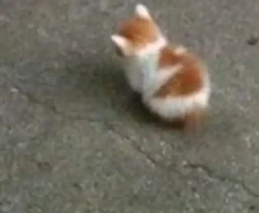 Sticker 🐈‍⬛️