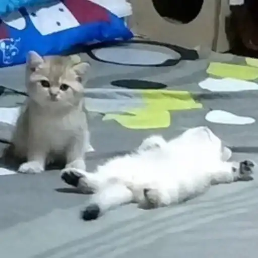 Sticker 🐈‍⬛️