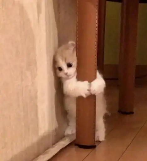 Sticker 🐈‍⬛️