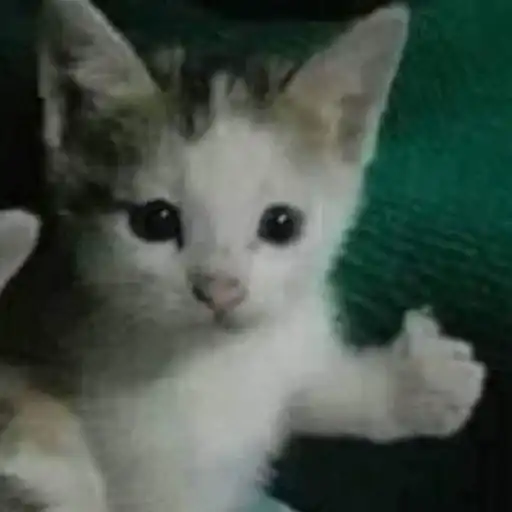 Sticker 🐈‍⬛️