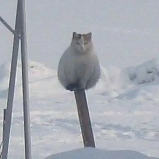 Sticker 🐈‍⬛️