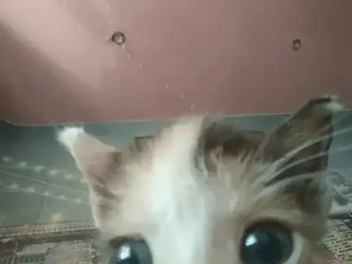 Sticker 🐈‍⬛️