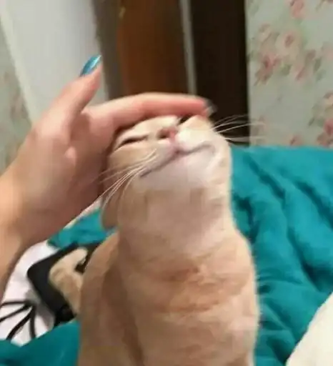 Sticker 🐈‍⬛️