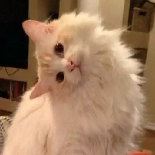 Sticker 🐈‍⬛️