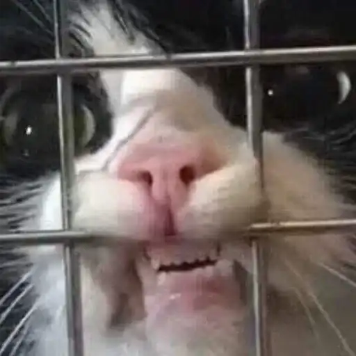 Sticker 🐈‍⬛️