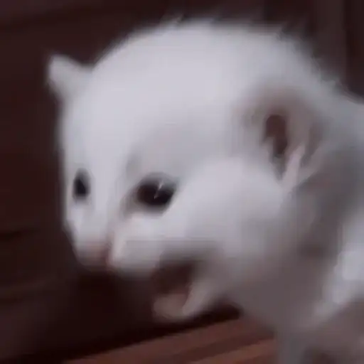 Sticker 🐈‍⬛️