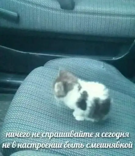 Sticker 🐈‍⬛️