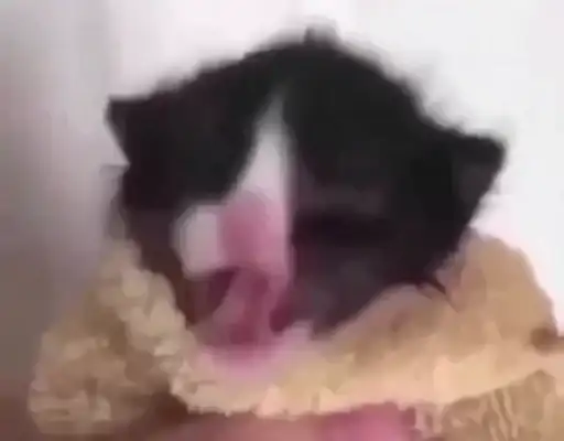 Sticker 🐈‍⬛️