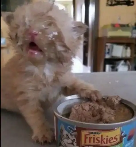 Sticker 🐈‍⬛️