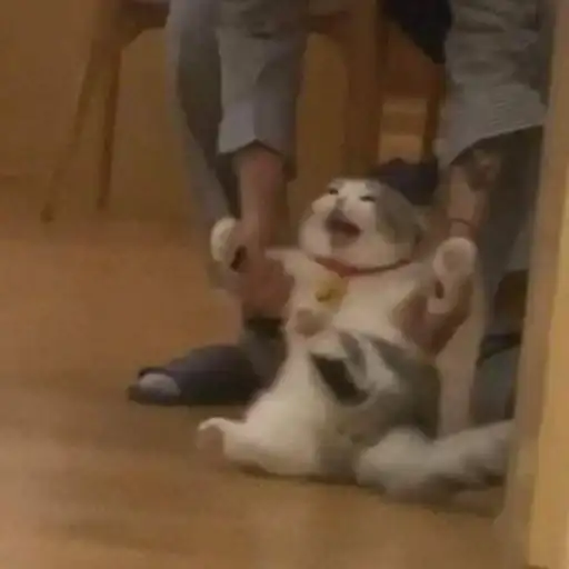 Sticker 🐈‍⬛️