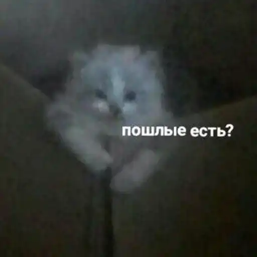 Sticker 🐈‍⬛️