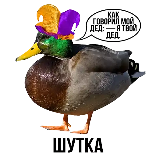 Sticker 🦆