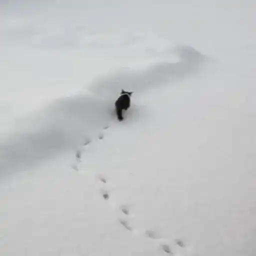 Sticker 🐈‍⬛️