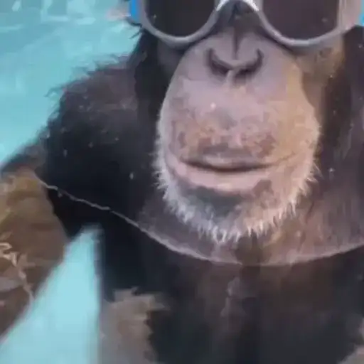 Обезьянки preview