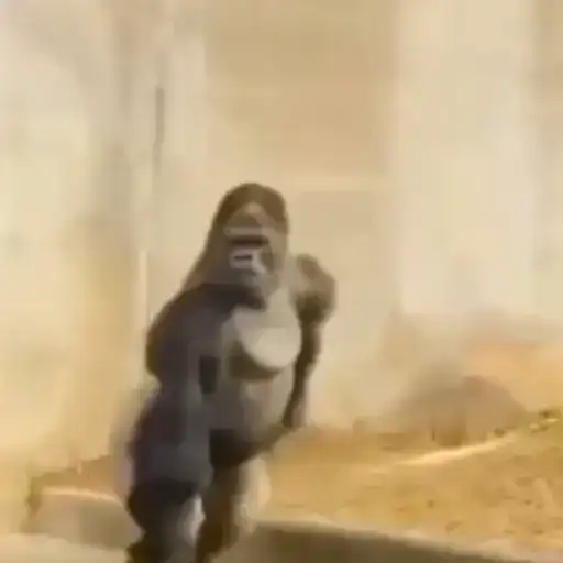 Обезьянки preview