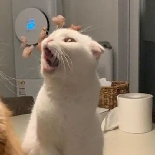 Sticker 🐻‍❄️