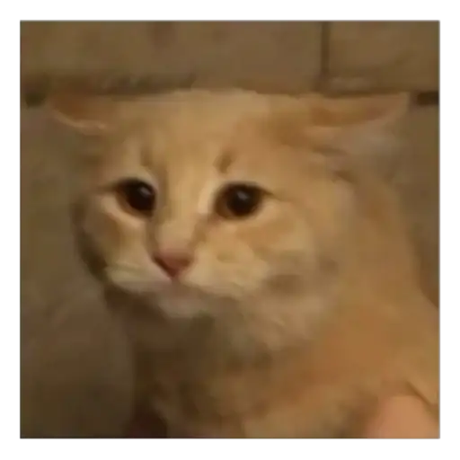 Sticker 🐱