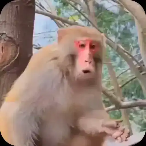 Бибизьянки preview