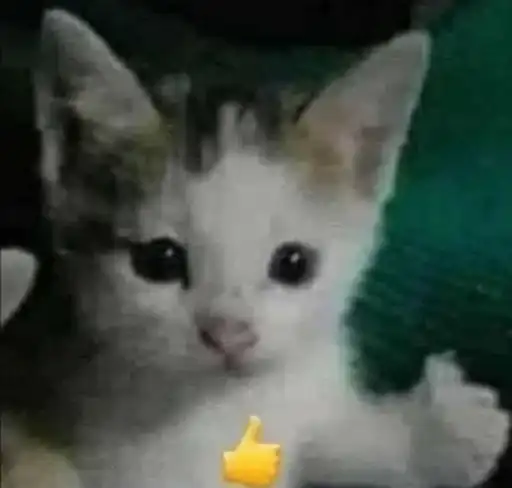 Котятки preview