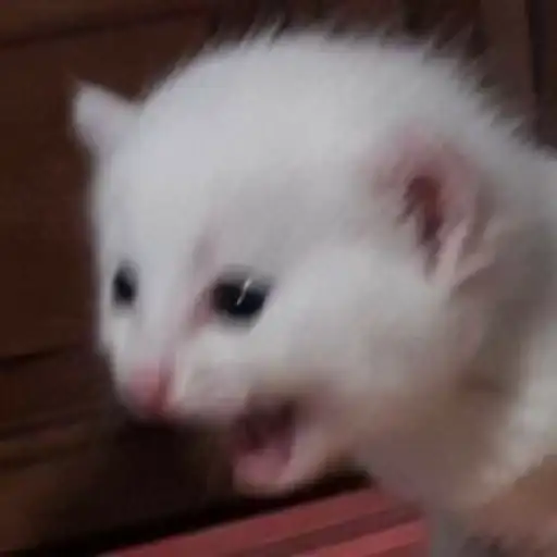 Котятки preview