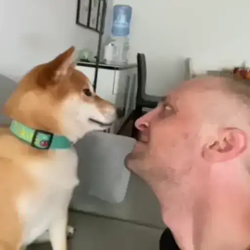 Zubarefff няш preview