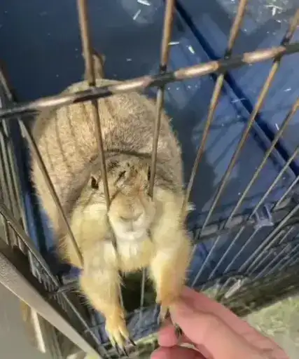 Котятки preview