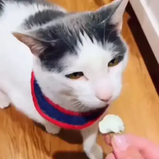 Sticker 🐈‍⬛️