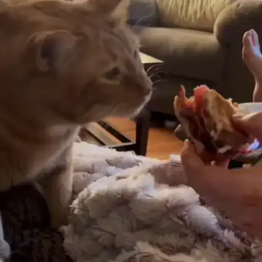 Милашки животные preview