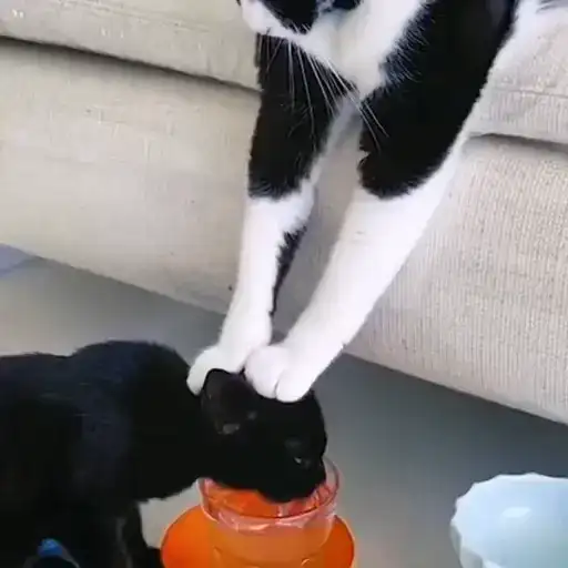 Sticker 🐈‍⬛️