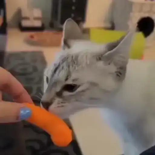 Милашки животные preview