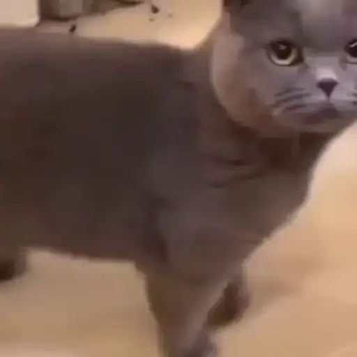 Милашки животные preview