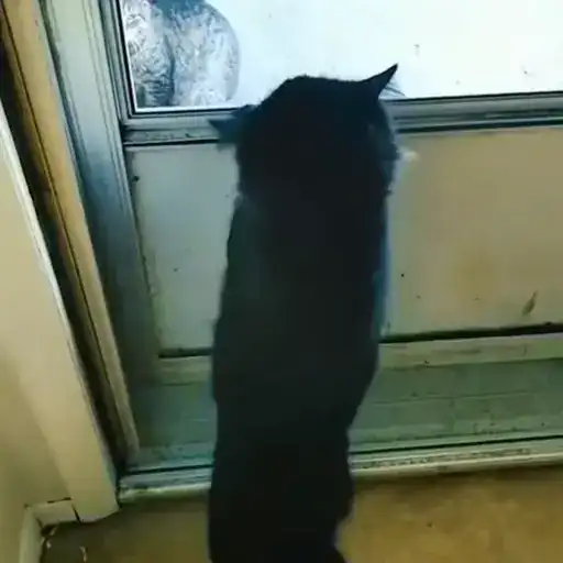 Sticker 🐈‍⬛️