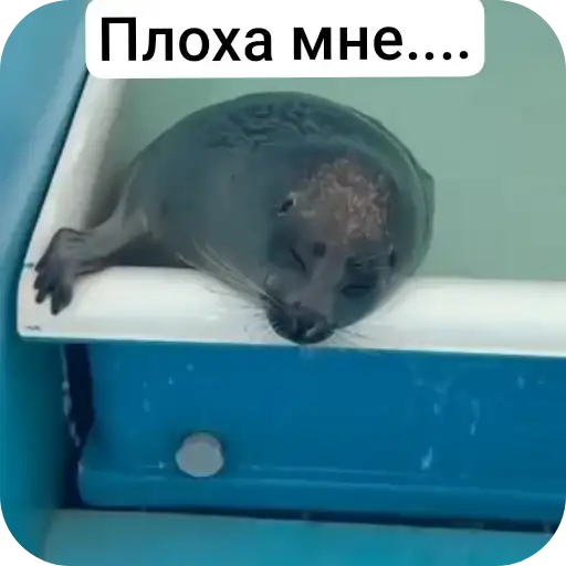 Тюлень preview