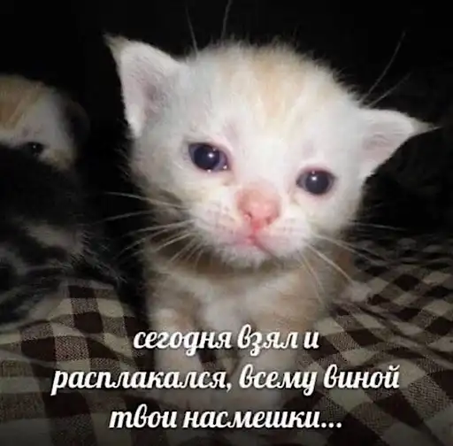 Ебучие животные preview