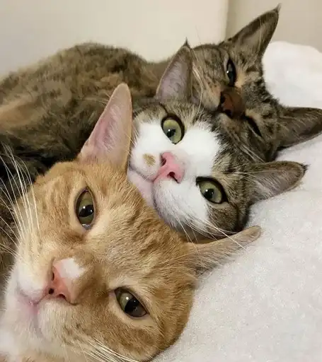 Пуссис preview