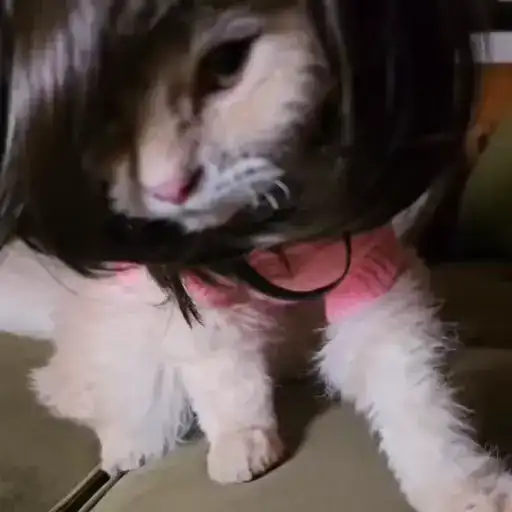 Sticker 💇‍♀️