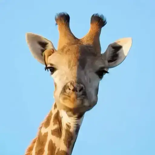 Sticker 🤷‍♂️